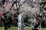京都御苑　春一番を歩く