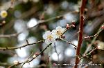 京都御苑　春一番を歩く