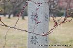 京都御苑　春一番を歩く