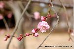 京都御苑　春一番を歩く