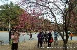京都御苑　春一番を歩く
