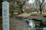 京都御苑　春一番を歩く