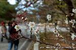 京都御苑　春一番を歩く