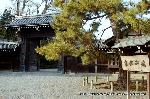京都御苑　春一番を歩く