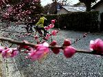 京都御苑　春一番を歩く