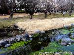 京都御苑　春一番を歩く