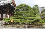 黒谷の梅から東北院軒端梅を歩く : 熊谷直実鎧かけの松