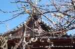黒谷の梅から東北院軒端梅を歩く : 法成寺に咲いた軒端梅のように思う