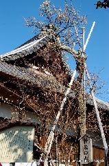 黒谷の梅から東北院軒端梅を歩く