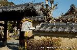 黒谷の梅から東北院軒端梅を歩く
