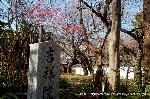 黒谷の梅から東北院軒端梅を歩く : 三重塔の南西の道を下ると吉祥院