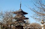 黒谷の梅から東北院軒端梅を歩く