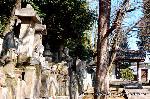 黒谷の梅から東北院軒端梅を歩く : 志うん石の白梅