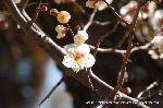 黒谷の梅から東北院軒端梅を歩く