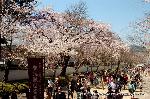 醍醐寺　枝垂桜を歩く　伽藍編