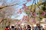 醍醐寺　枝垂桜を歩く　伽藍編