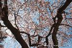 知られざる桜の見所