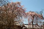 醍醐寺　枝垂桜を歩く　伽藍編