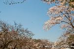 洛中洛外京桜図　一見さんの桜に通の桜　編　その二
