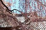 醍醐寺　枝垂桜を歩く　伽藍編