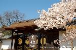 醍醐寺　枝垂桜を歩く　伽藍編