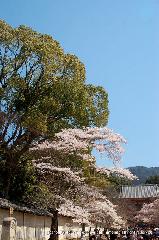 醍醐寺　枝垂桜を歩く　伽藍編