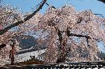 醍醐寺　枝垂桜を歩く　伽藍編