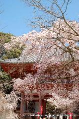 醍醐寺　枝垂桜を歩く　伽藍編