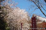 醍醐寺　枝垂桜を歩く　伽藍編
