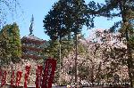 醍醐寺　枝垂桜を歩く　伽藍編