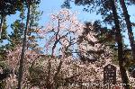 醍醐寺　枝垂桜を歩く　伽藍編