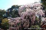 醍醐寺　枝垂桜を歩く　伽藍編