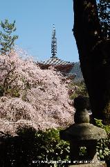 醍醐寺　枝垂桜を歩く　伽藍編