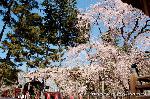 醍醐寺　枝垂桜を歩く　伽藍編