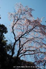 醍醐寺　枝垂桜を歩く　伽藍編