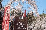 醍醐寺　枝垂桜を歩く　伽藍編