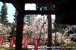 醍醐寺　枝垂桜を歩く　伽藍編