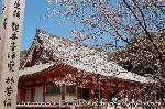 醍醐寺　枝垂桜を歩く　伽藍編