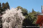 醍醐寺　枝垂桜を歩く　伽藍編