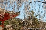 醍醐寺　枝垂桜を歩く　伽藍編