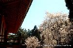 醍醐寺　枝垂桜を歩く　伽藍編