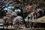 醍醐寺　枝垂桜を歩く　伽藍編