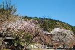 醍醐寺　枝垂桜を歩く　伽藍編