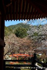 醍醐寺　枝垂桜を歩く　伽藍編