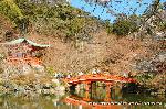 醍醐寺　枝垂桜を歩く　伽藍編