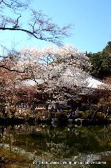 醍醐寺　枝垂桜を歩く　伽藍編