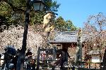 醍醐寺　枝垂桜を歩く　伽藍編