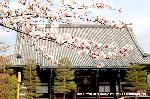 嵯峨野界隈　桜紀行 : 国宝釈迦如来象が安置されている