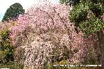 嵯峨野界隈　桜紀行 : ここは駐車場である