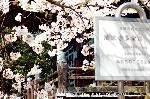 知られざる桜の見所
